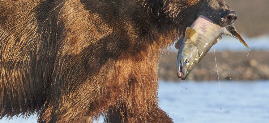 Grizzly Documentaire