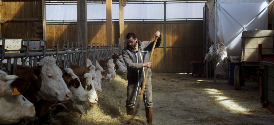 Cyrille, agriculteur, 30 ans, 20 vaches, du lait, du beurre, des dettes Documentaire