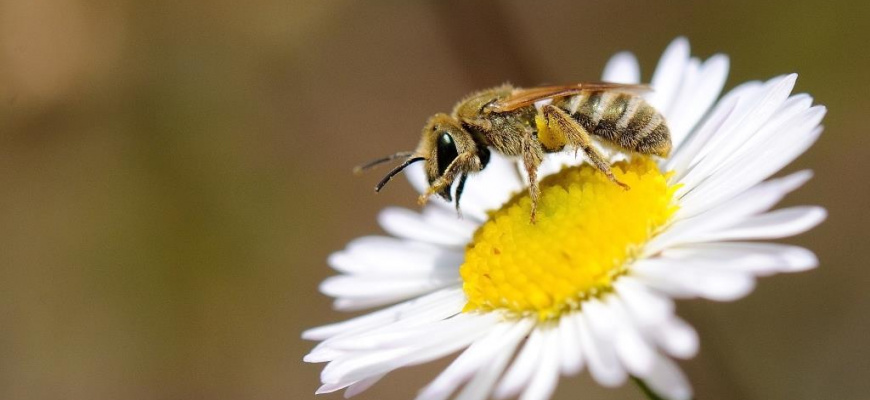Oh Apidés en vol dans le monde des abeilles sauvages Science