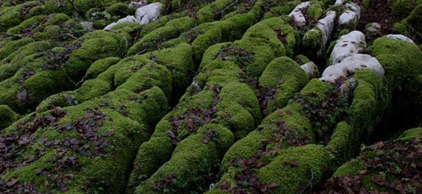 Faille(s) - Collectif Pavlova Photographie