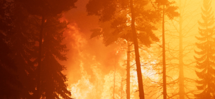Wildfire Art contemporain