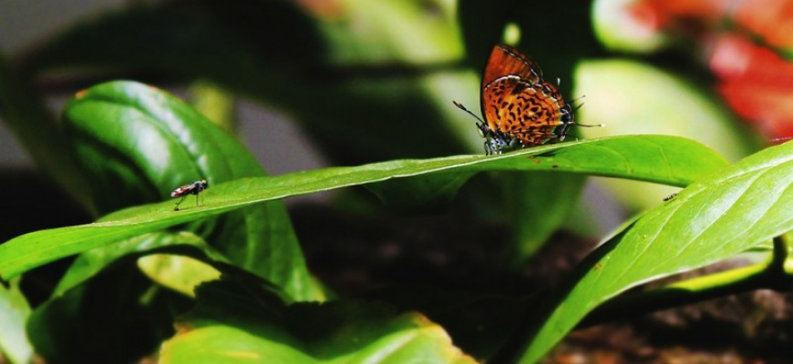 Sortie nature : course aux insectes Visites et sorties
