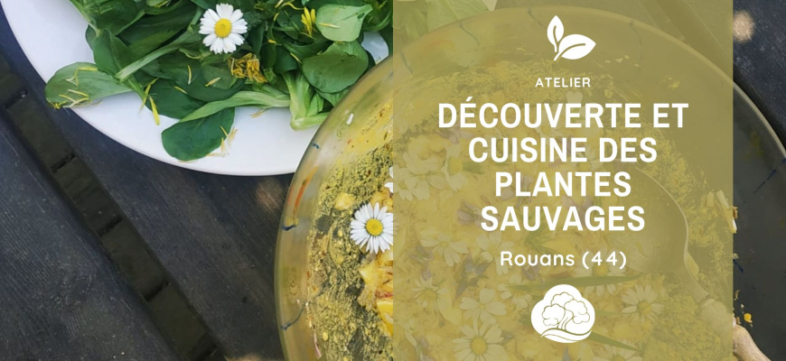 Découverte et cuisine des plantes sauvages (44) Atelier/Stage