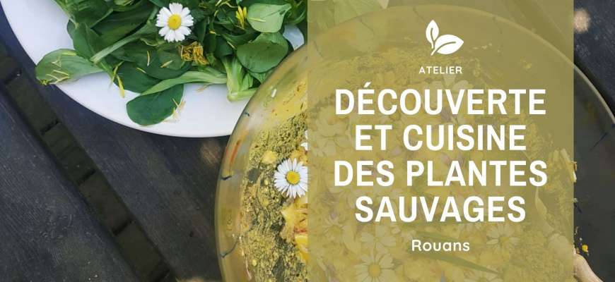 Découverte et cuisine des plantes sauvages Atelier/Stage