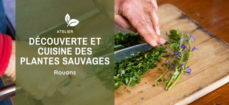  Découverte et cuisine des plantes sauvages (44)  Atelier/Stage