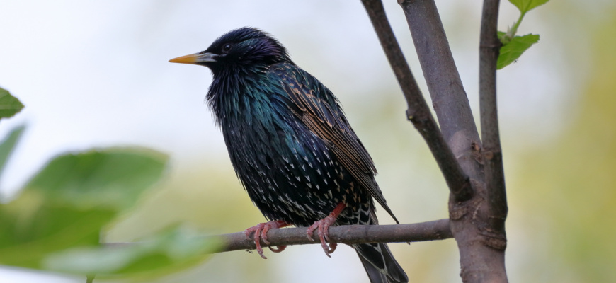 Les passereaux du jardin des plantes de Nantes Visites et sorties