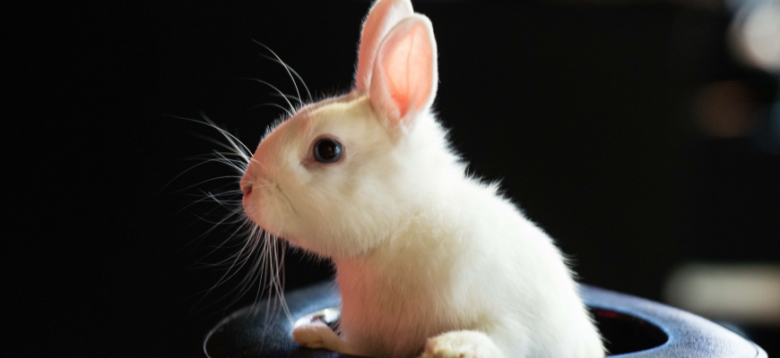 Le Lapin du Magicien Magie