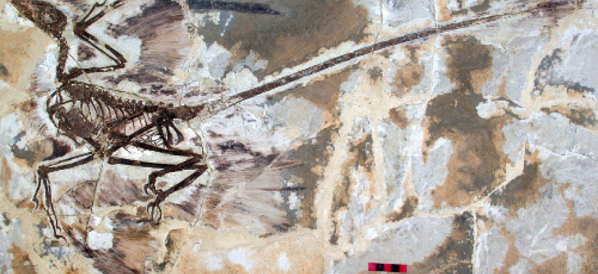 Les dinosaures à plumes et l&#039;origine des oiseaux 