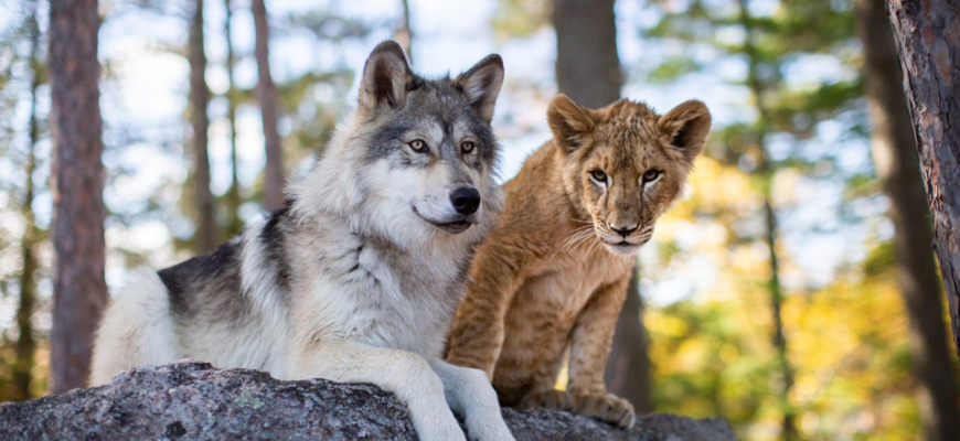 Le Loup et le lion Aventure