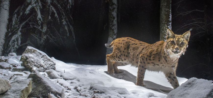 Lynx Documentaire
