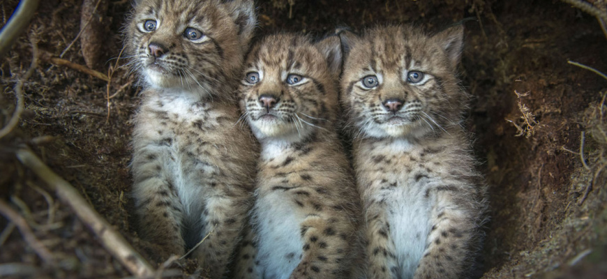 Lynx Documentaire