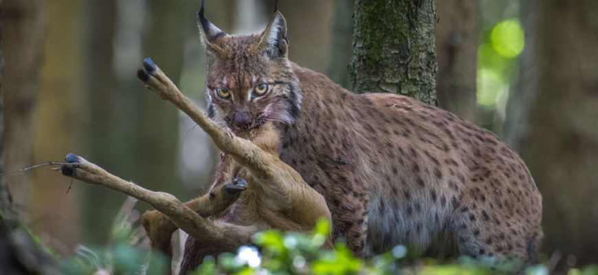 Lynx Documentaire