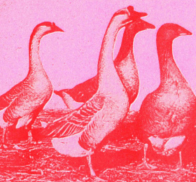 Exposition collective « Les oies sauvages »