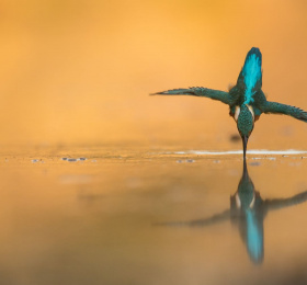 Image Erwan Balança - Martin, le pêcheur Photographie