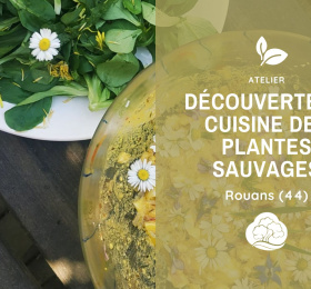 Image Découverte et cuisine des plantes sauvages (44) Atelier/Stage