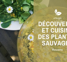 Image Découverte et cuisine des plantes sauvages Atelier/Stage