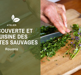 Image Découverte et cuisine des plantes sauvages Atelier/Stage