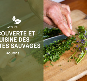  Découverte et cuisine des plantes sauvages (44) 