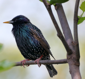 Les passereaux du jardin des plantes de Nantes