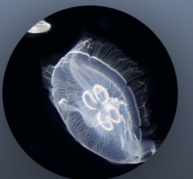 Seabed